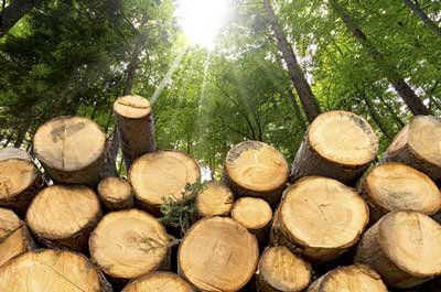 Biomass will play a key role in future European energy